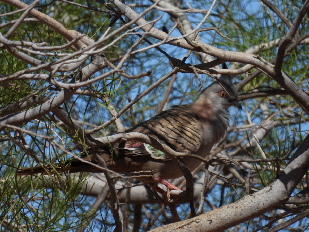 Crested Pigeon - ML608512815