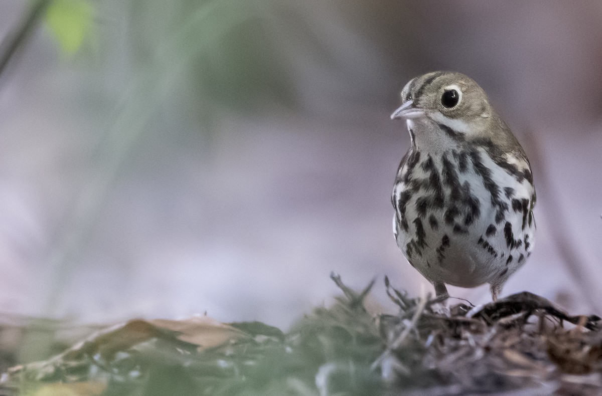 Ovenbird - Chase Moxley