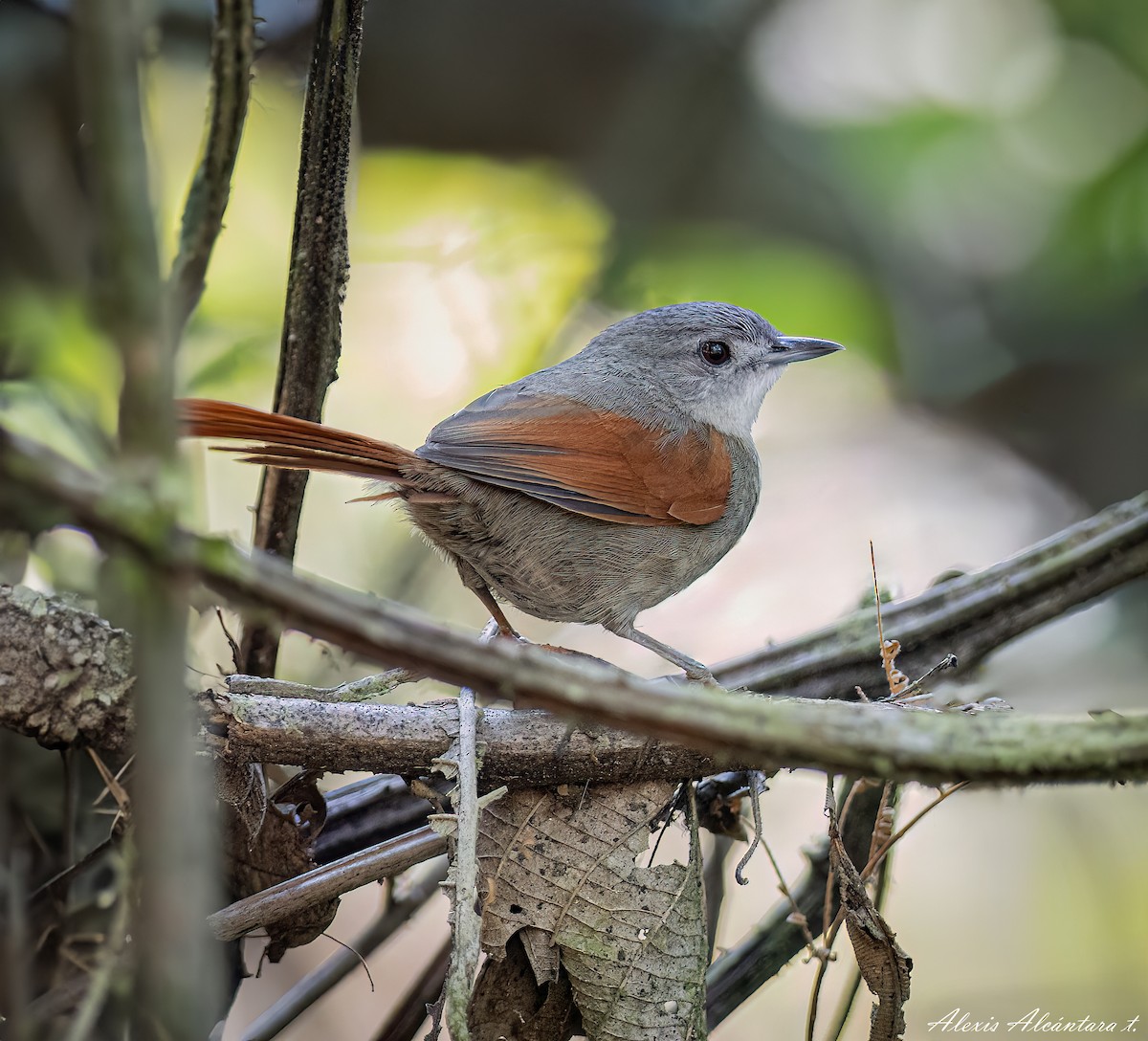 Plain-crowned Spinetail - ML608513114