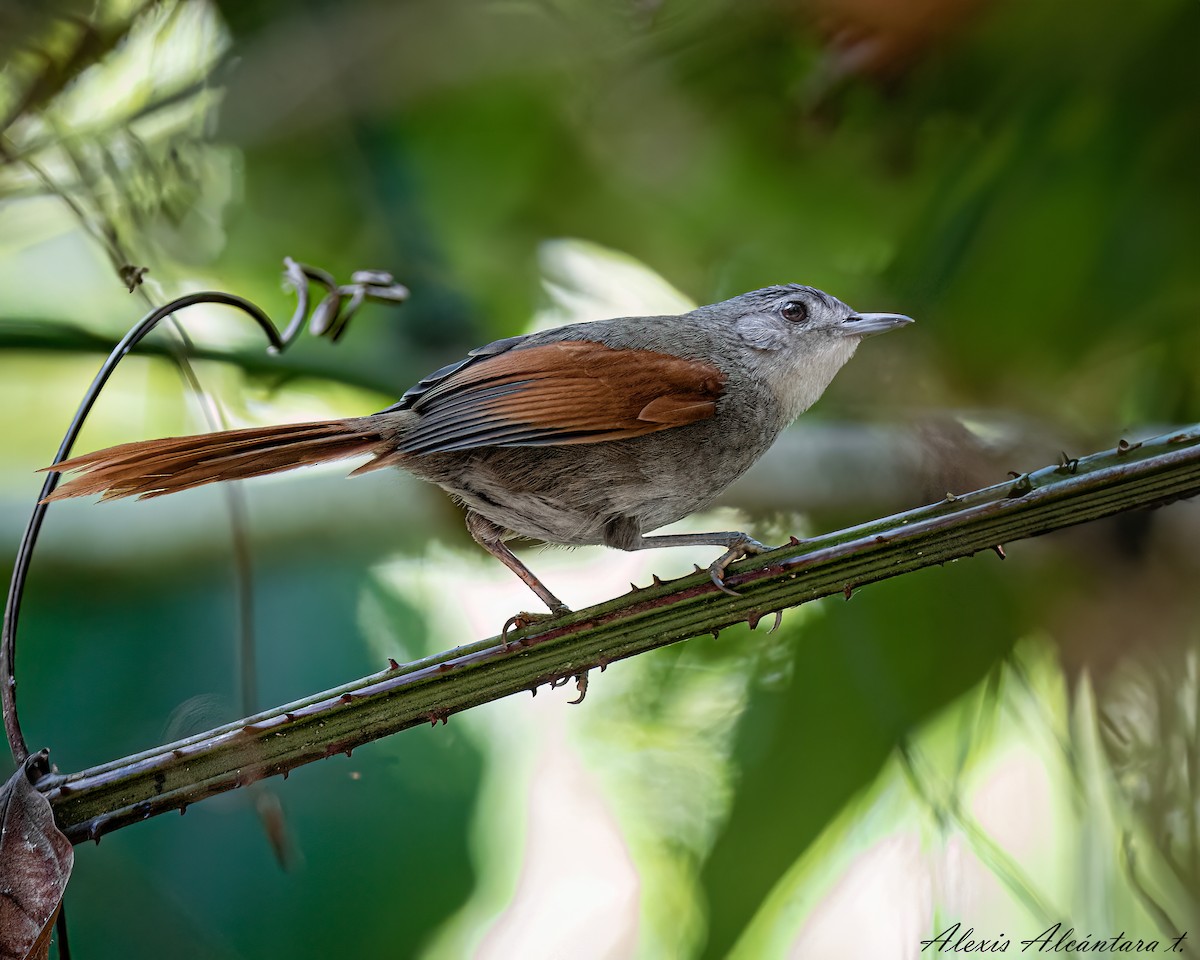 Plain-crowned Spinetail - ML608513115