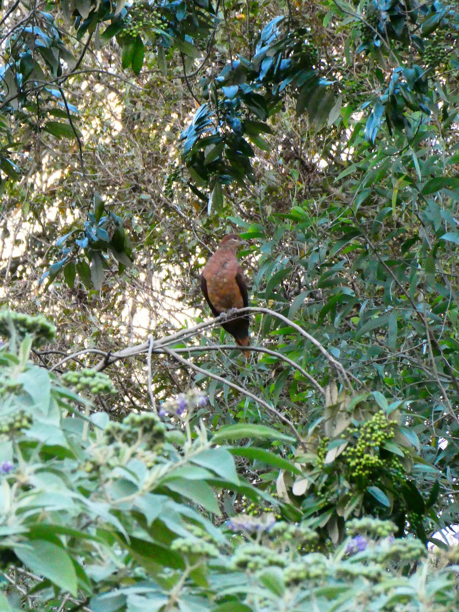 Brown Cuckoo-Dove - ML608513196