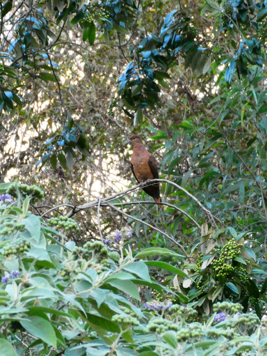 Brown Cuckoo-Dove - ML608513197