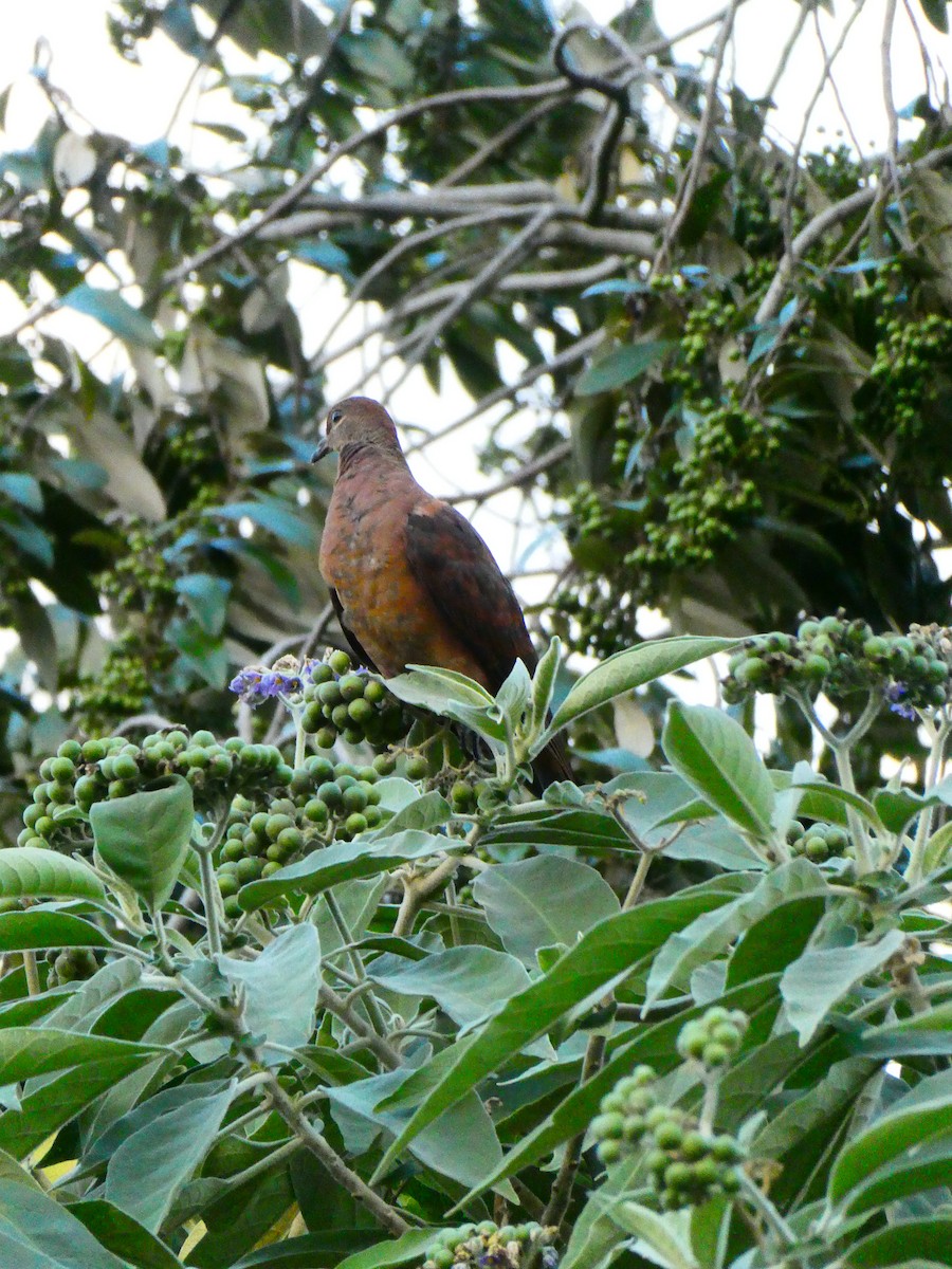 Brown Cuckoo-Dove - ML608513199