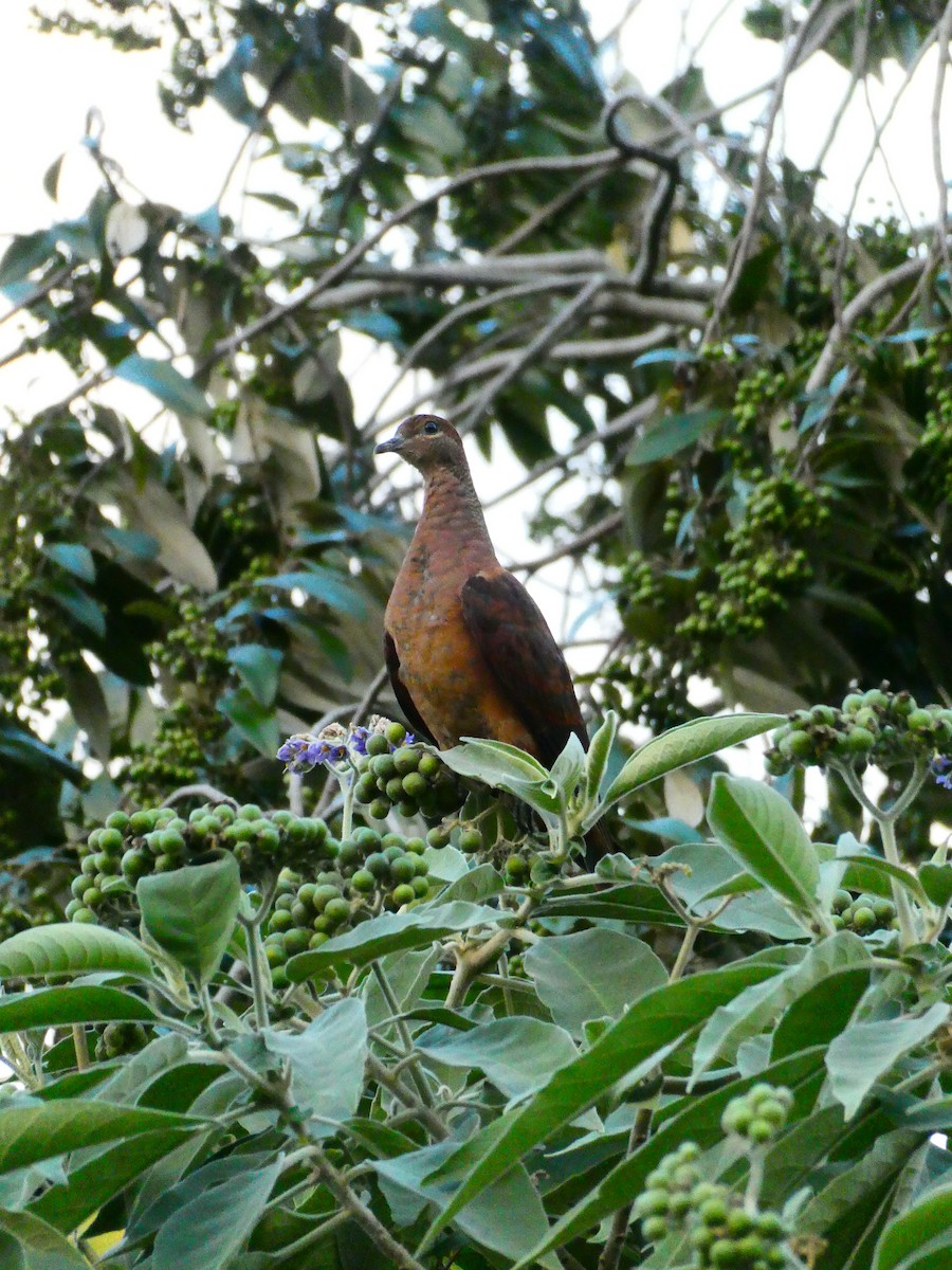 Brown Cuckoo-Dove - ML608513201