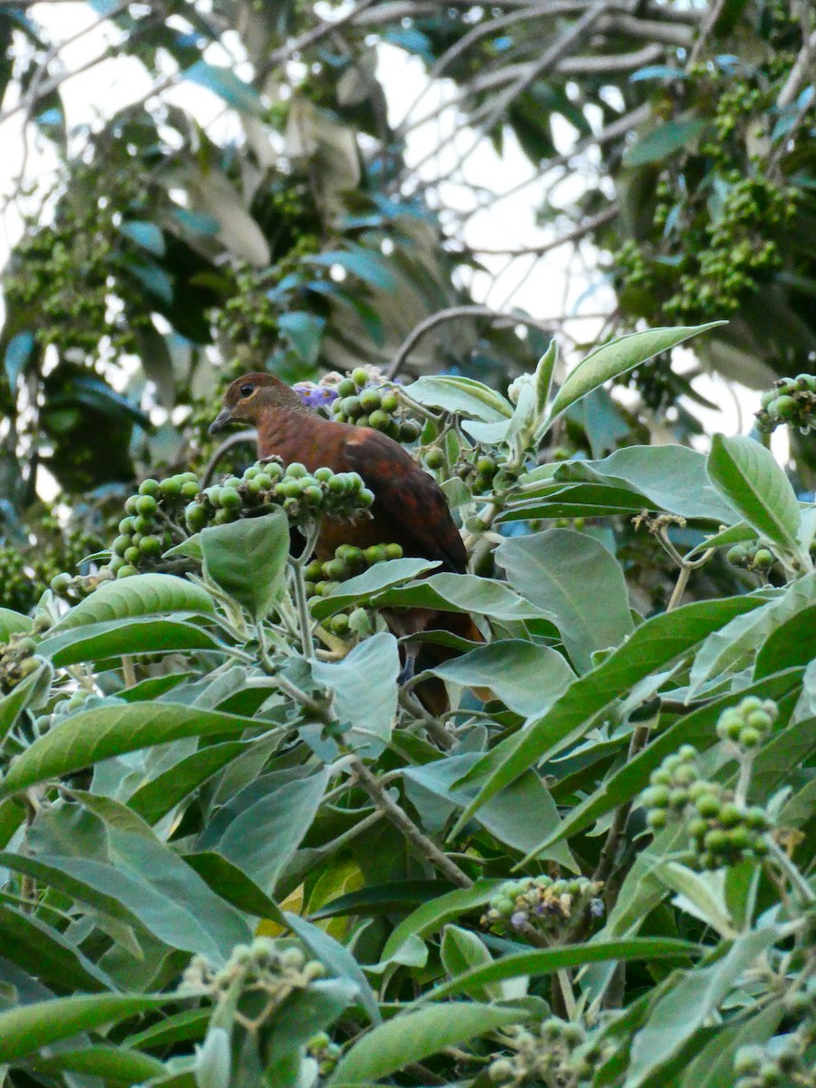 Brown Cuckoo-Dove - ML608513208