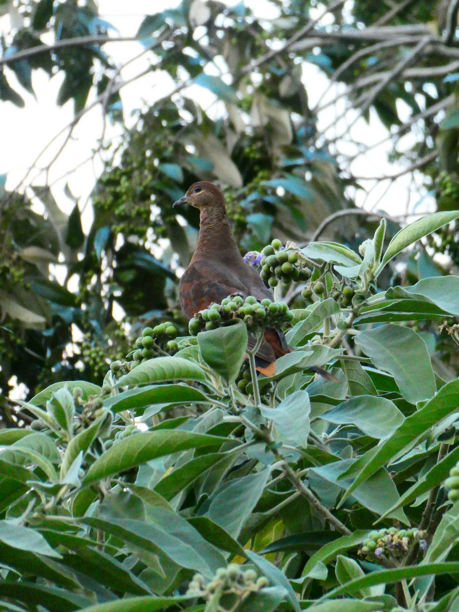 Brown Cuckoo-Dove - ML608513211