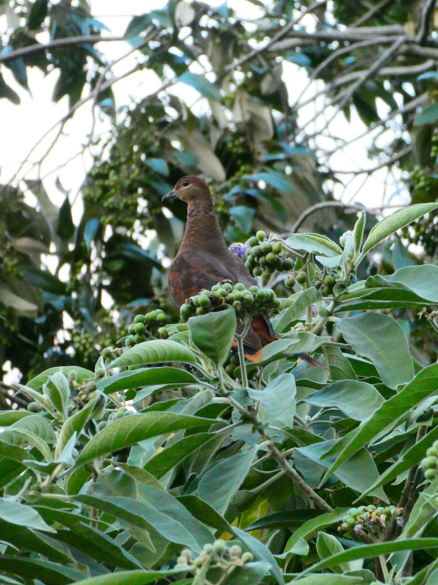 Brown Cuckoo-Dove - ML608513213