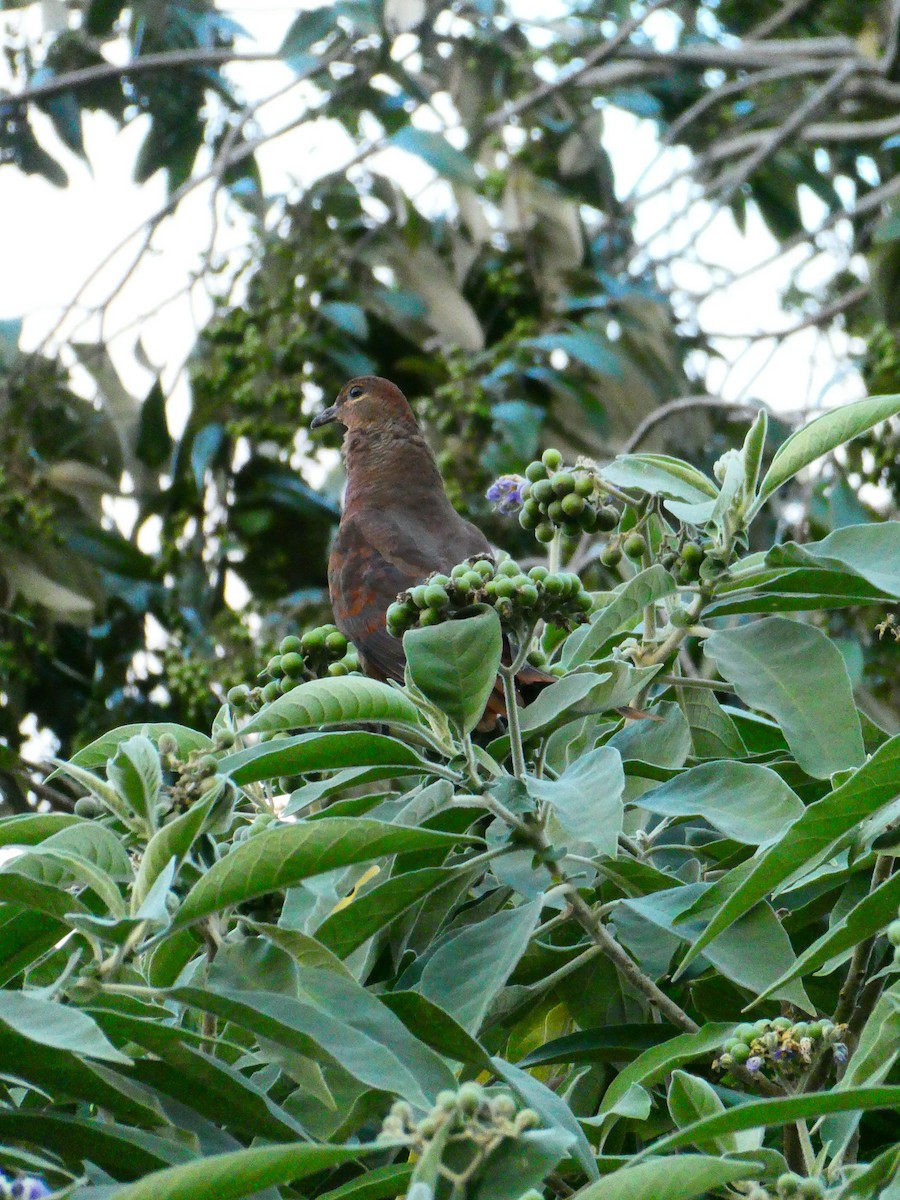 Brown Cuckoo-Dove - ML608513215