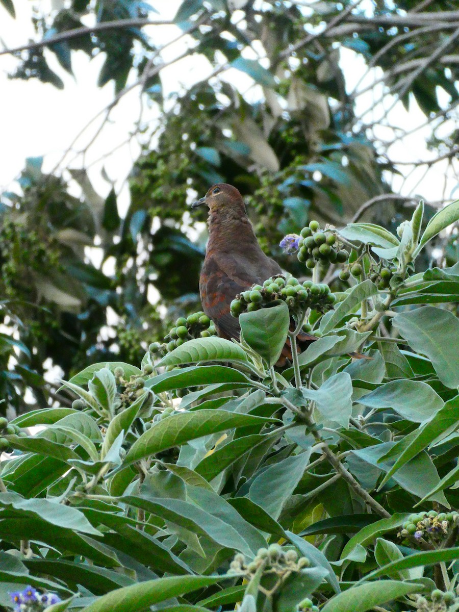 Brown Cuckoo-Dove - ML608513218