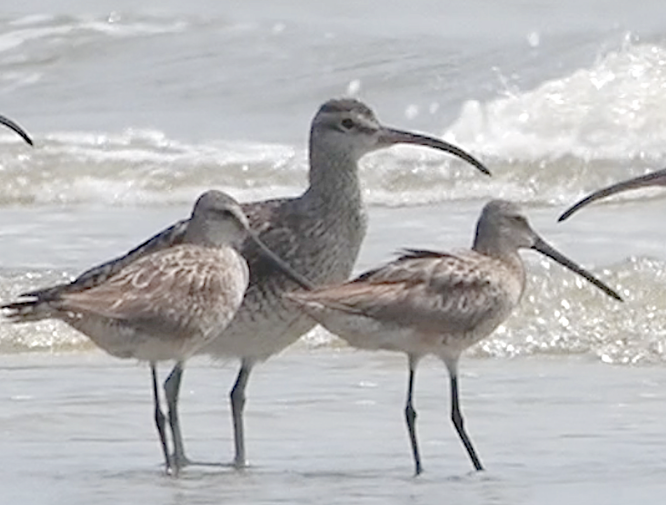 Asian Dowitcher - ML608513306
