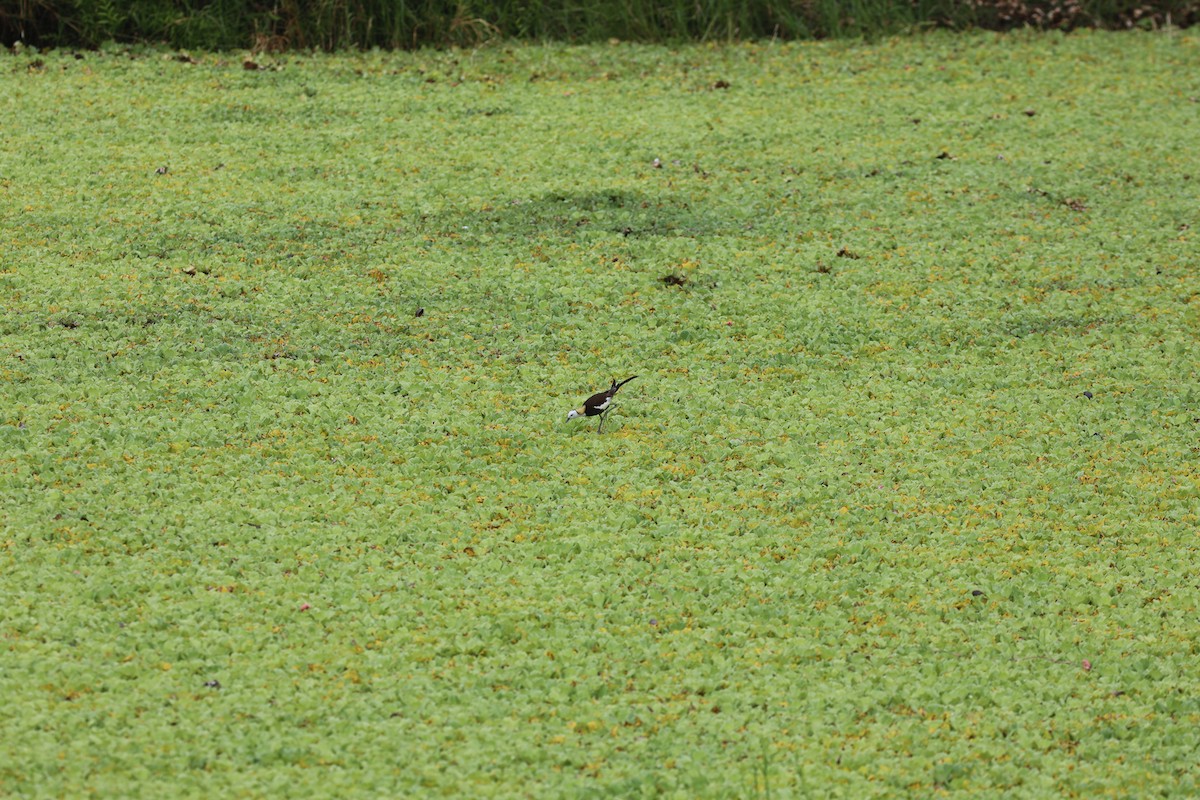 Pheasant-tailed Jacana - ML608513355