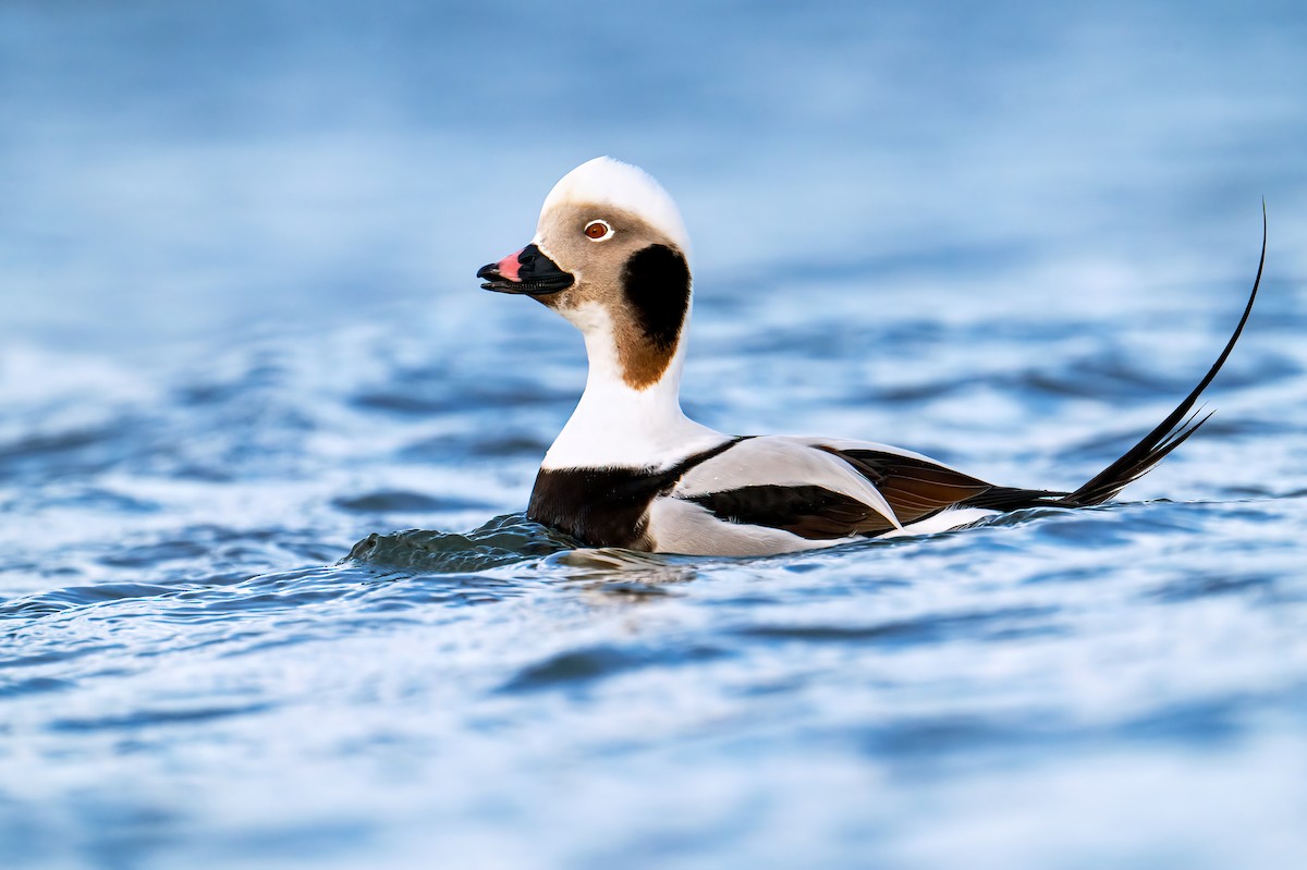 Long-tailed Duck - ML608513989