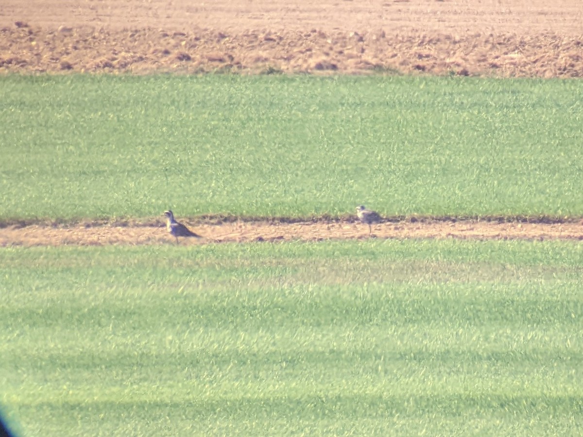 eBird Checklist 5 Sep 2023 Reed Sod Farm / Old York Road (Monmouth