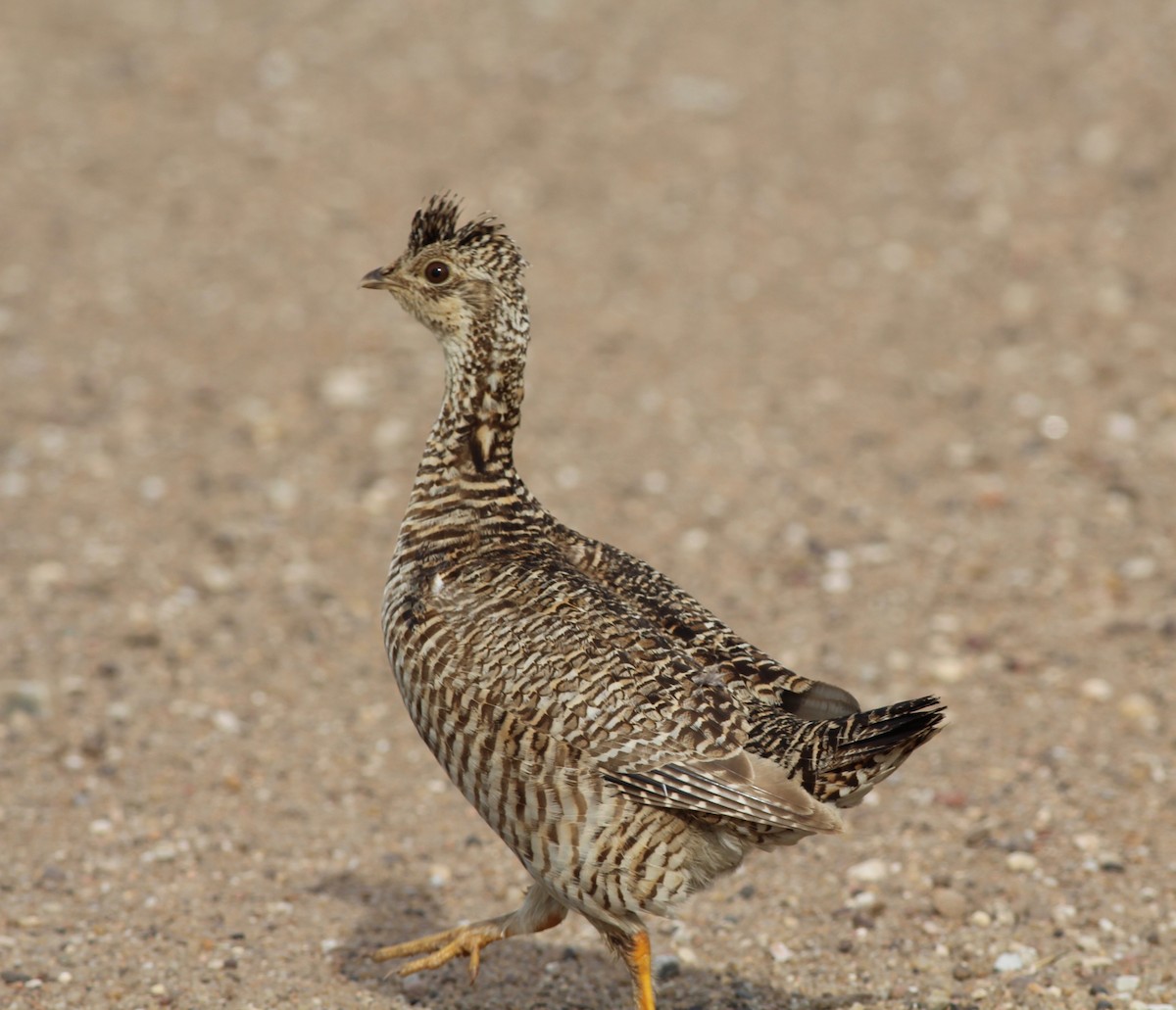 Lesser Prairie-Chicken - Austin Loewen