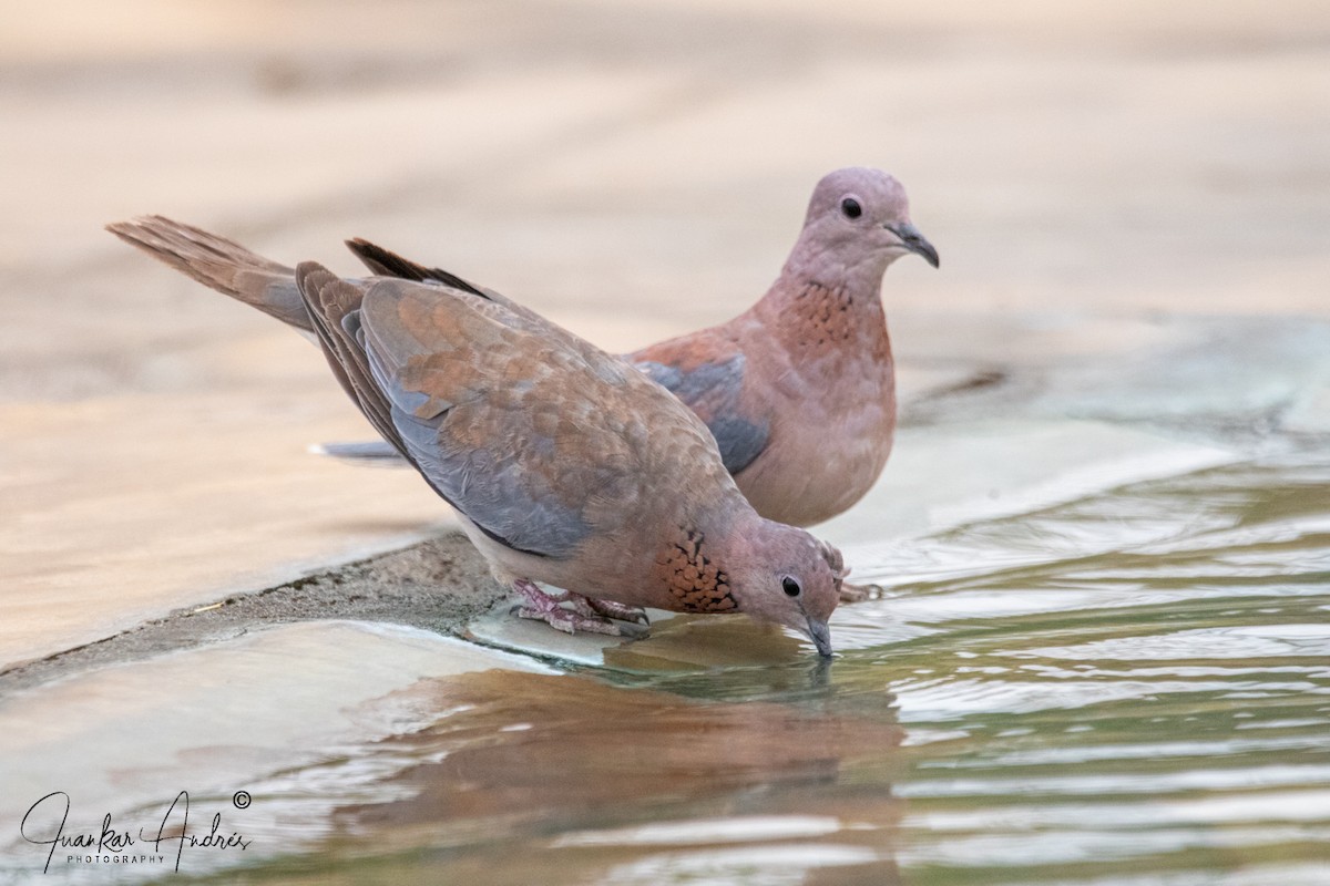 Laughing Dove - ML608514276