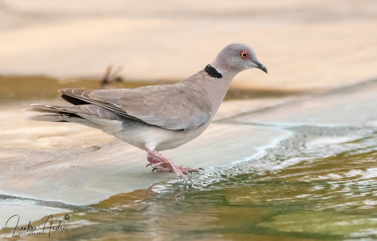 Mourning Collared-Dove - ML608514278