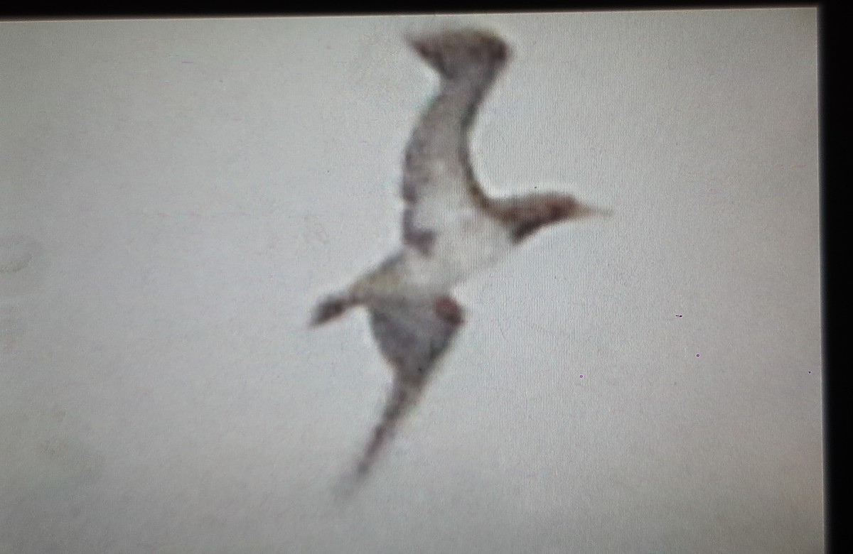 Brown Booby (Forster's) - ML608514837