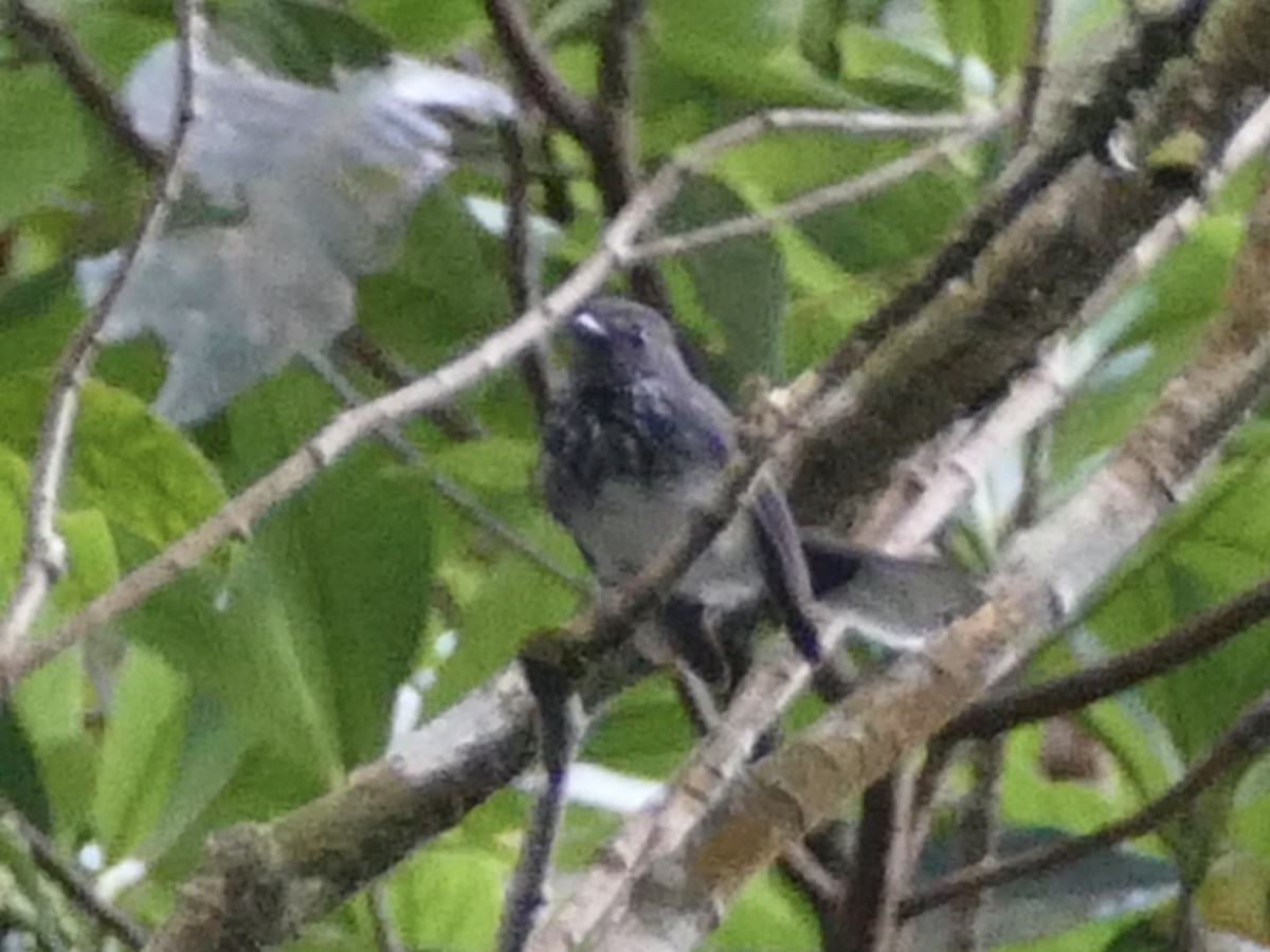 Spotted Fantail - ML608515041