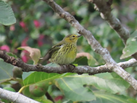 Cape May Warbler - Ruth Bergstrom