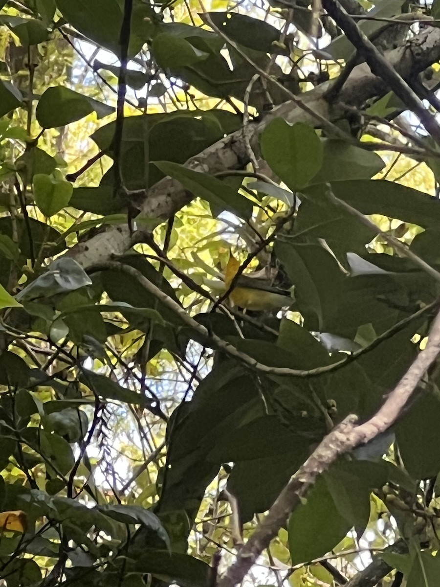 Paruline orangée - ML608515407