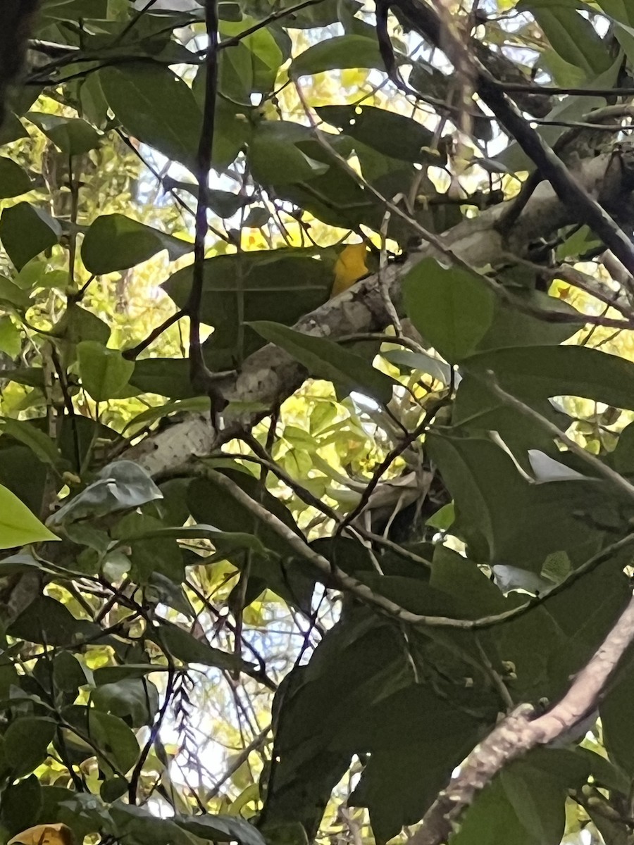 Paruline orangée - ML608515408
