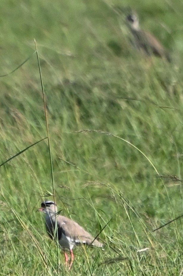 Crowned Lapwing - ML608515557