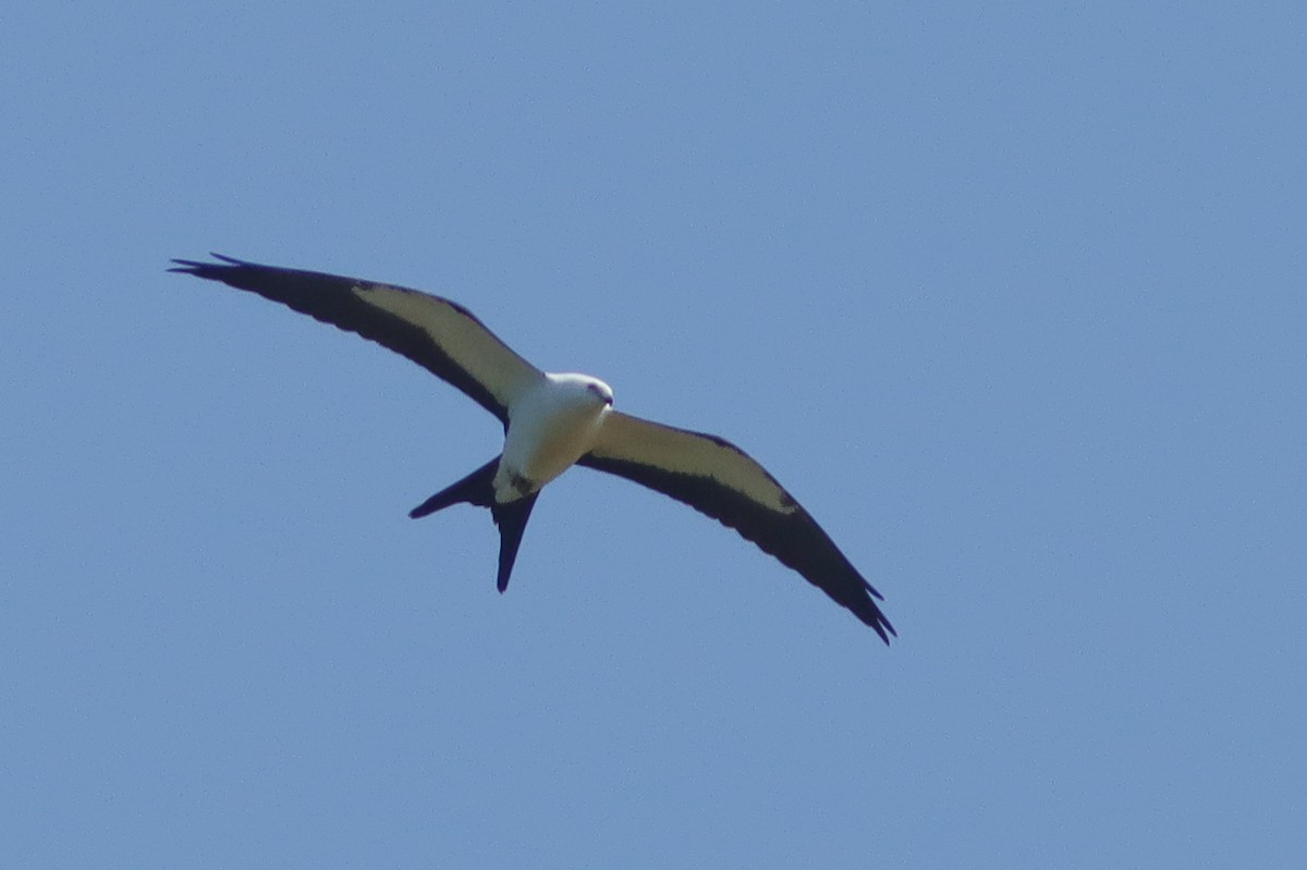 Swallow-tailed Kite - ML608515797