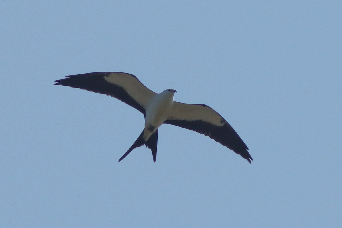 Swallow-tailed Kite - ML608515805