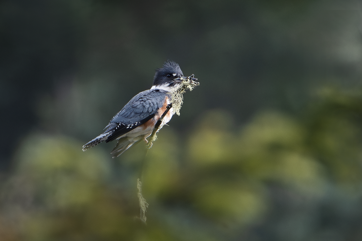 Belted Kingfisher - ML608516144