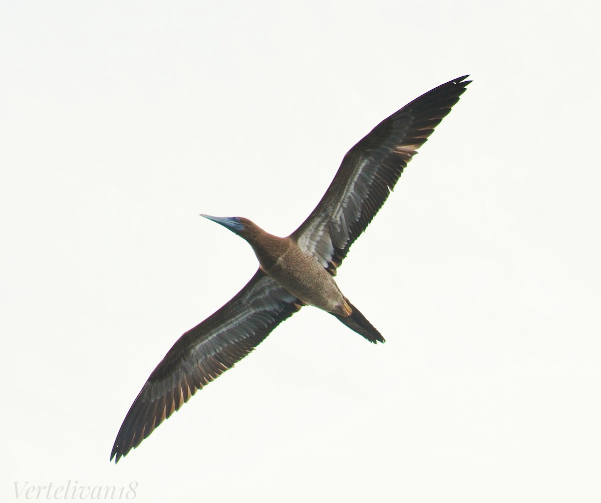 Brown Booby - ML608516186