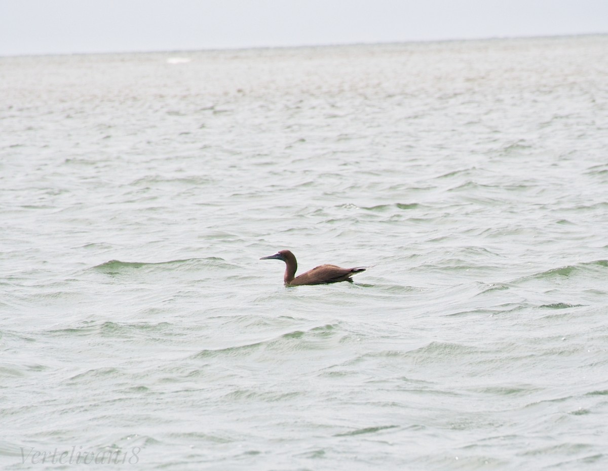 Brown Booby - ML608516187