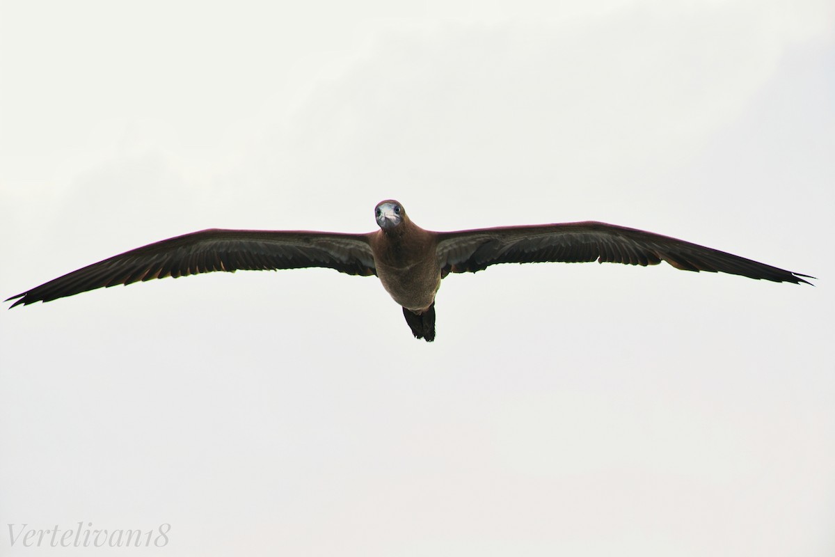 Brown Booby - ML608516189
