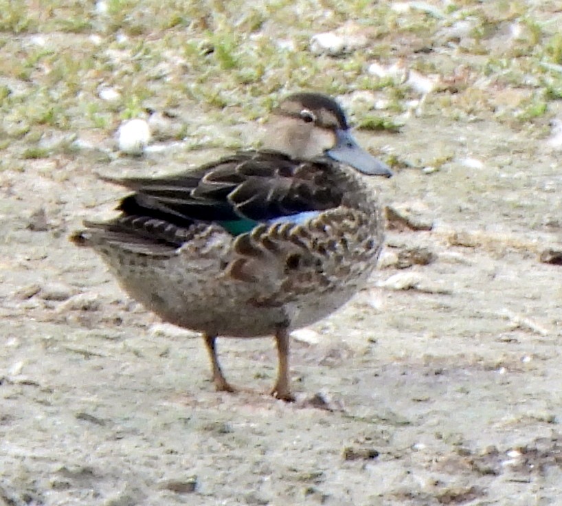 Green-winged Teal - Richard and Janice Drummond
