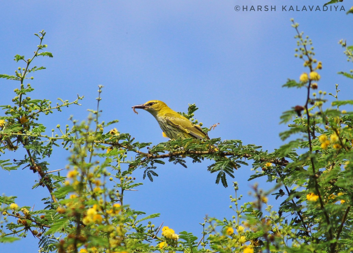 Indian Golden Oriole - ML608516596