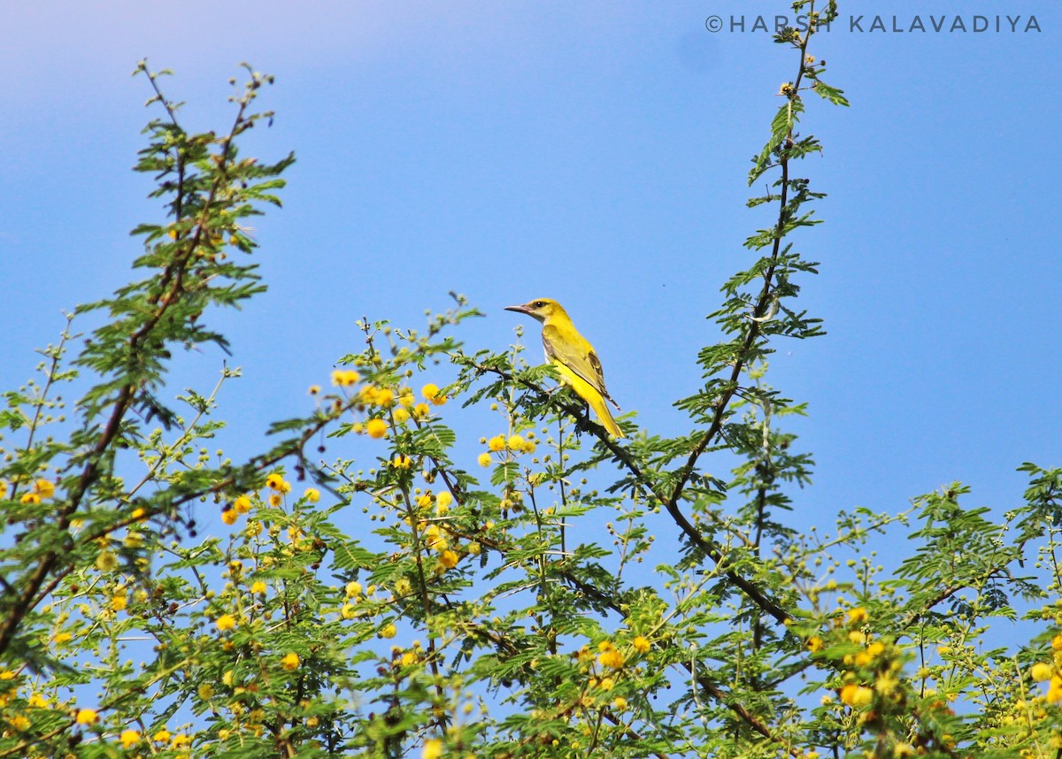 Indian Golden Oriole - ML608516597