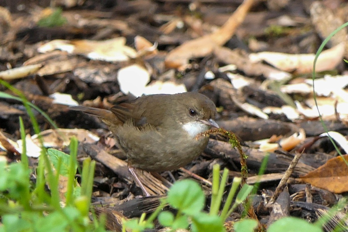 Mountain Mouse-Warbler - ML608516789