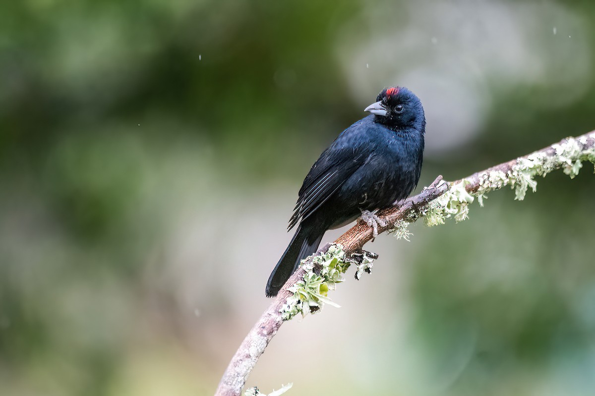 Ruby-crowned Tanager - Raphael Kurz -  Aves do Sul