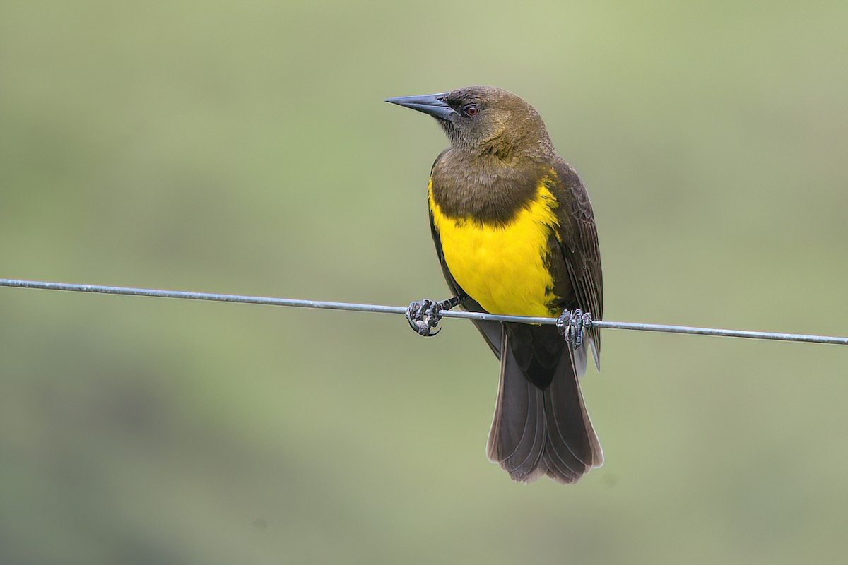 Brown-and-yellow Marshbird - Raphael Kurz -  Aves do Sul