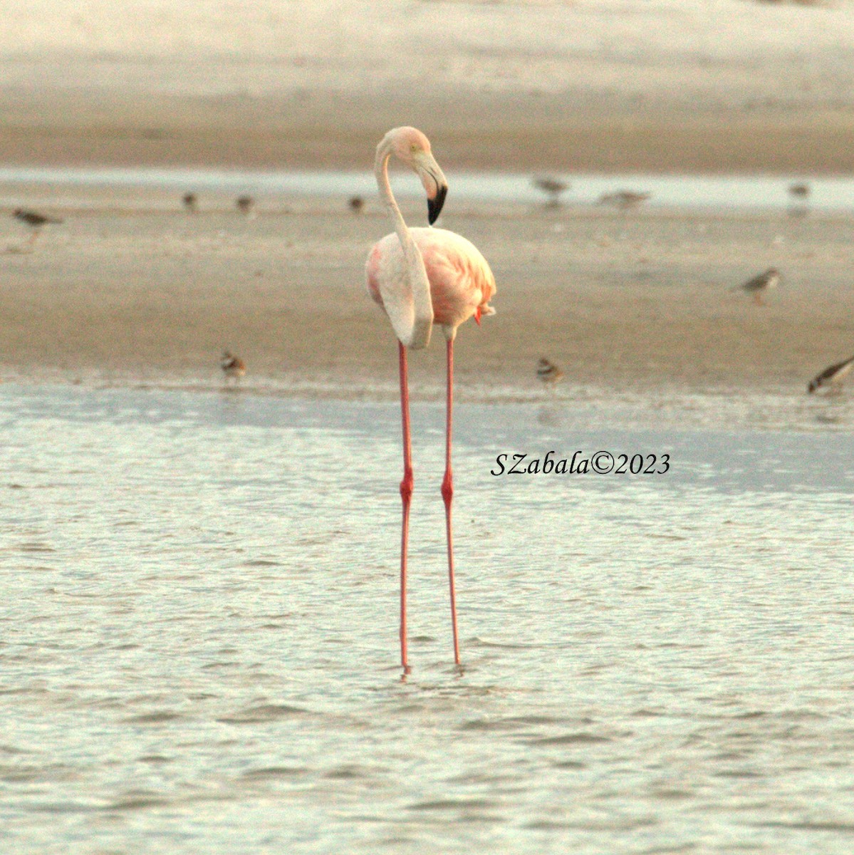 American Flamingo - ML608517090