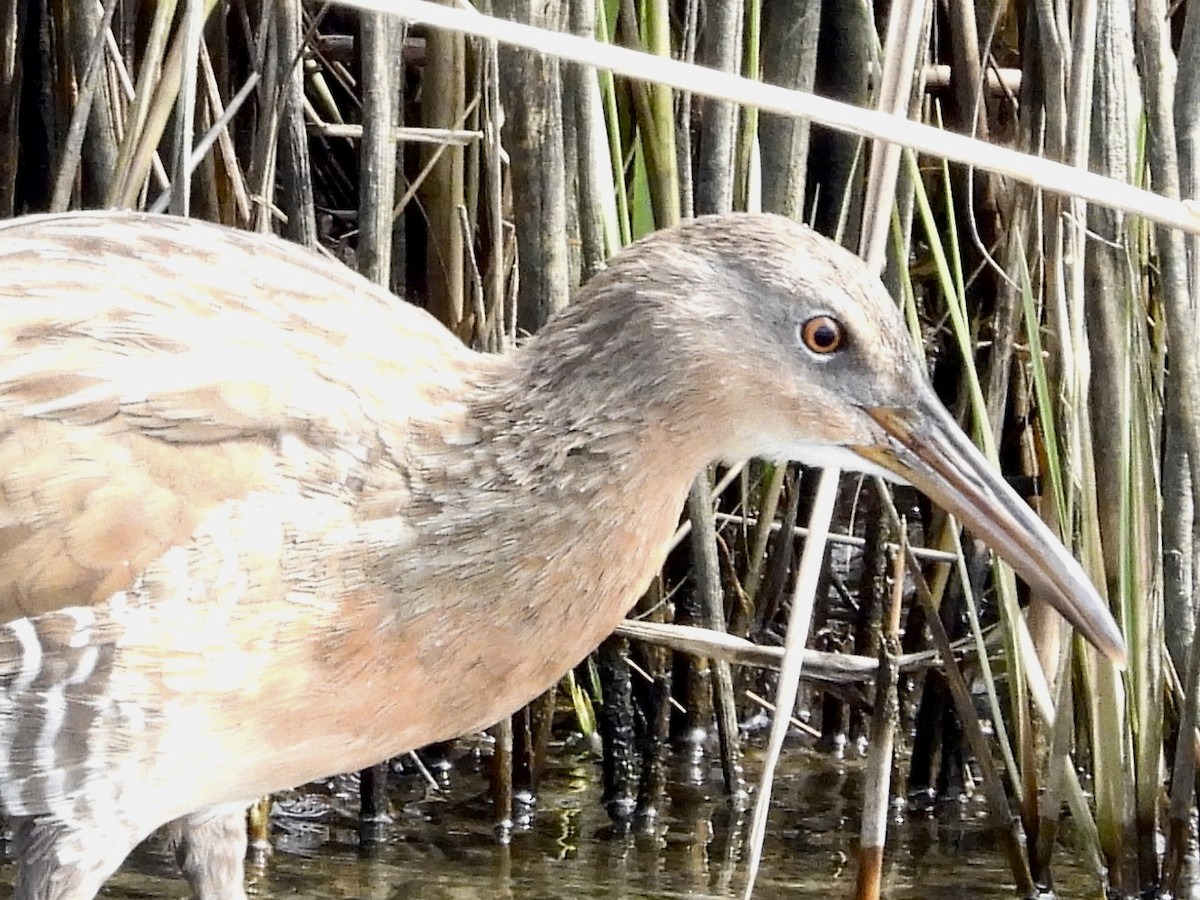 New York Breeding Bird Atlas Checklist 4 Sep 2023 Timber Point Golf