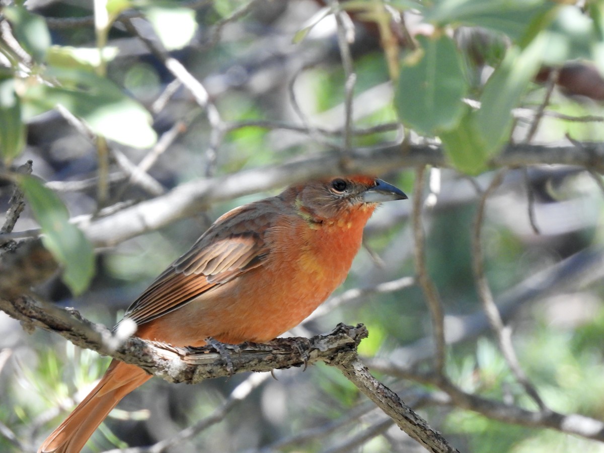 Hepatic Tanager - ML608517179