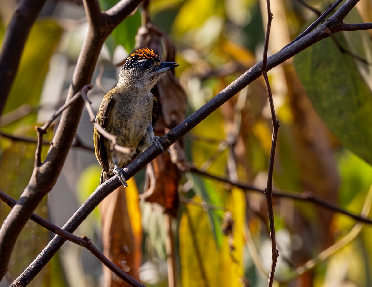 Fine-barred Piculet - ML608517205