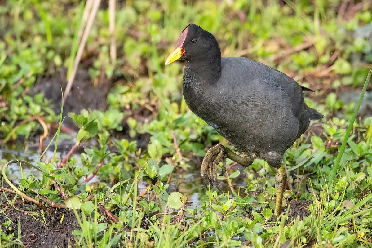 Red-fronted Coot - Raphael Kurz -  Aves do Sul