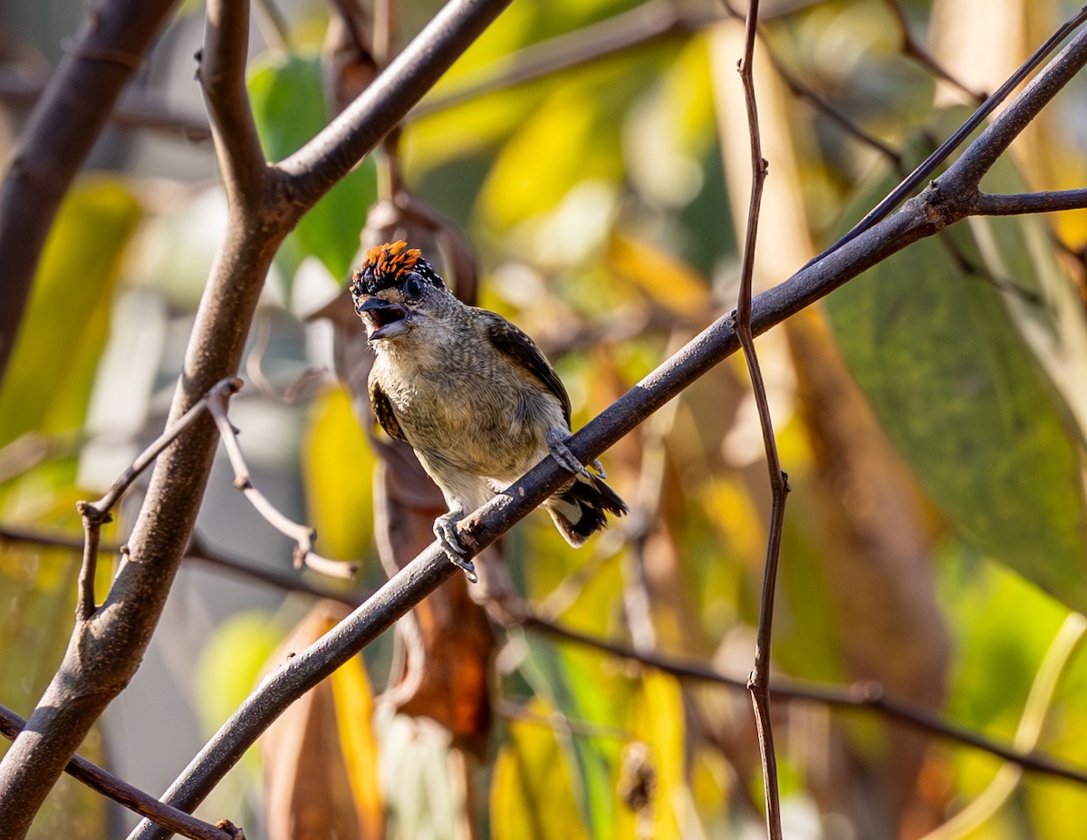 Fine-barred Piculet - ML608517215