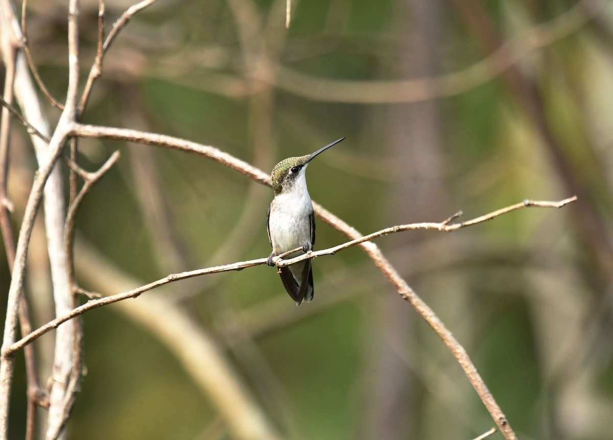 EBird Checklist 5 Sep 2023 Trustom Pond NWR 42 Species