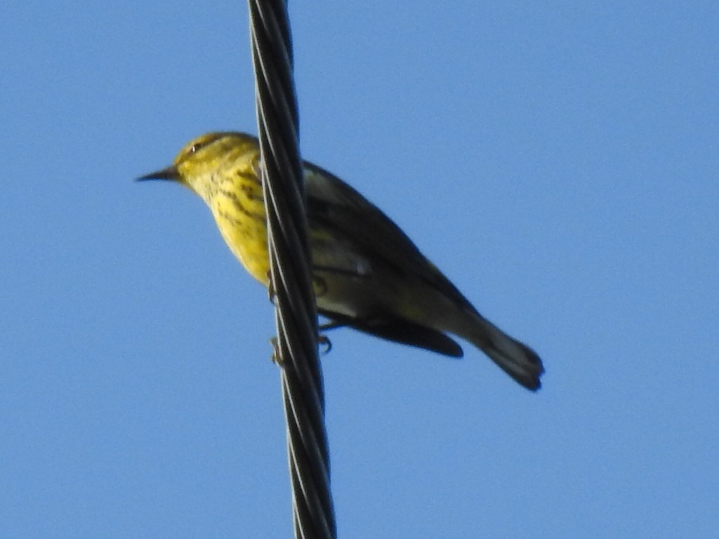 Cape May Warbler - ML608517763