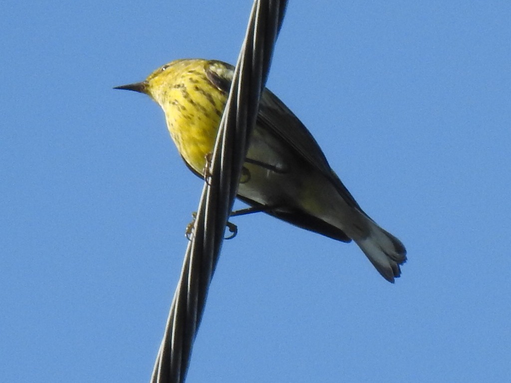 Cape May Warbler - ML608517770