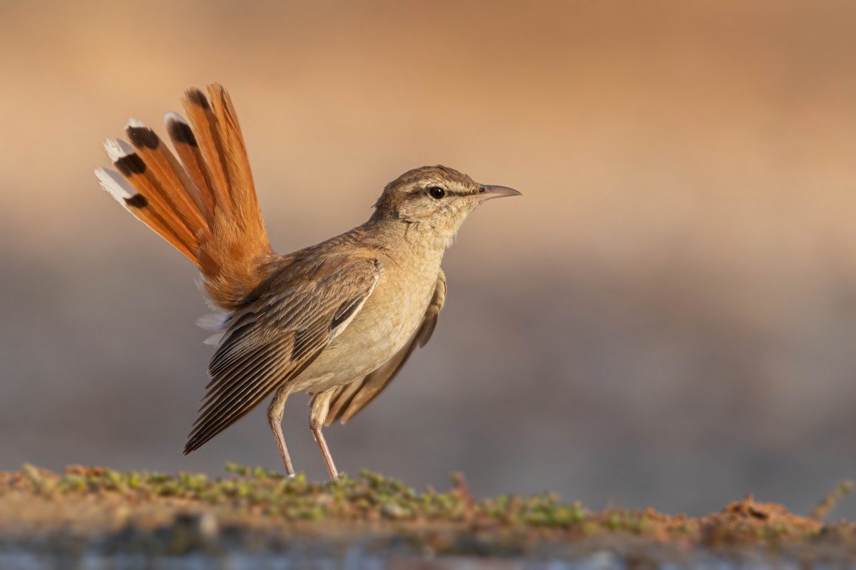 Rufous-tailed Scrub-Robin - Ido Ben-Itzhak