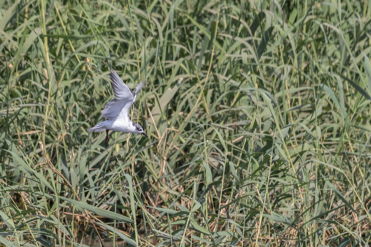 White-winged Tern - ML608518028