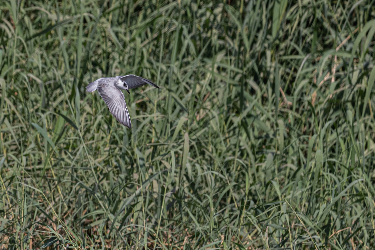 White-winged Tern - ML608518030